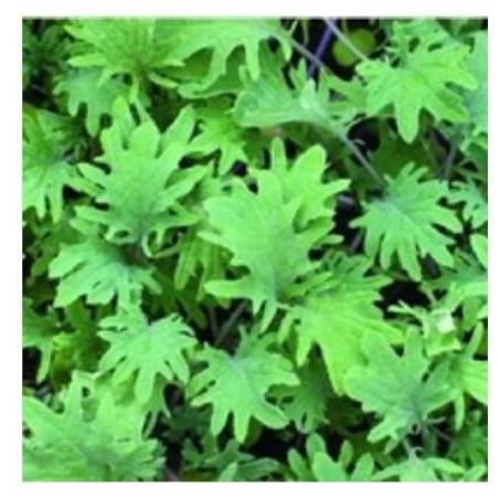 kale red russian semillas sin tratamiento