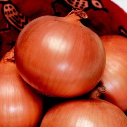 Cebolla F1 Toughball