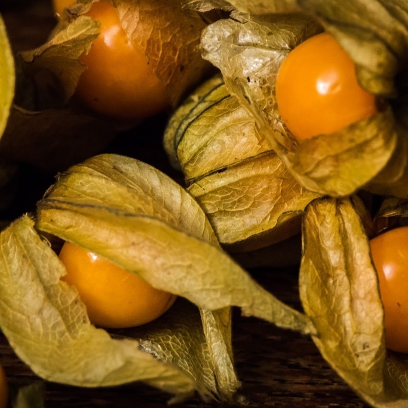 physalis peruviana gold  (semillas no tratadas)
