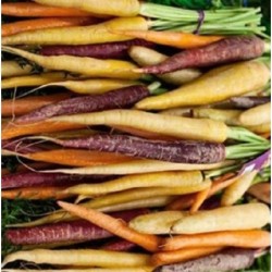 Zanahoria rainbow F1 - semillas no tratadas