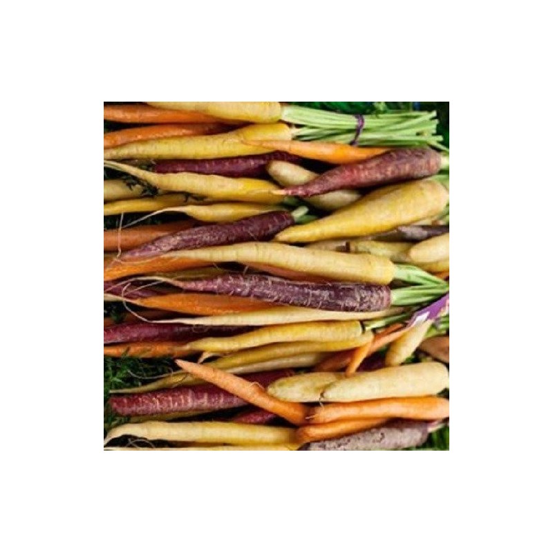 Zanahoria rainbow F1 - semillas no tratadas