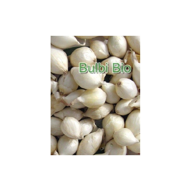 bulbos de cebolla blanca agostana - ecolÃ³gico