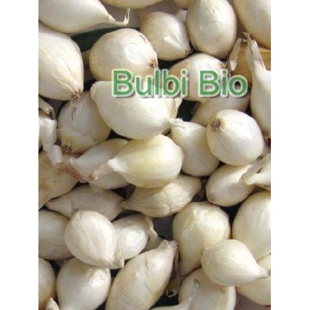 bulbos de cebolla blanca agostana - ecolÃ³gico