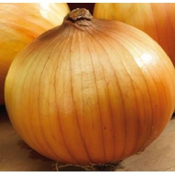 cebolla density (semillas ecologicas)