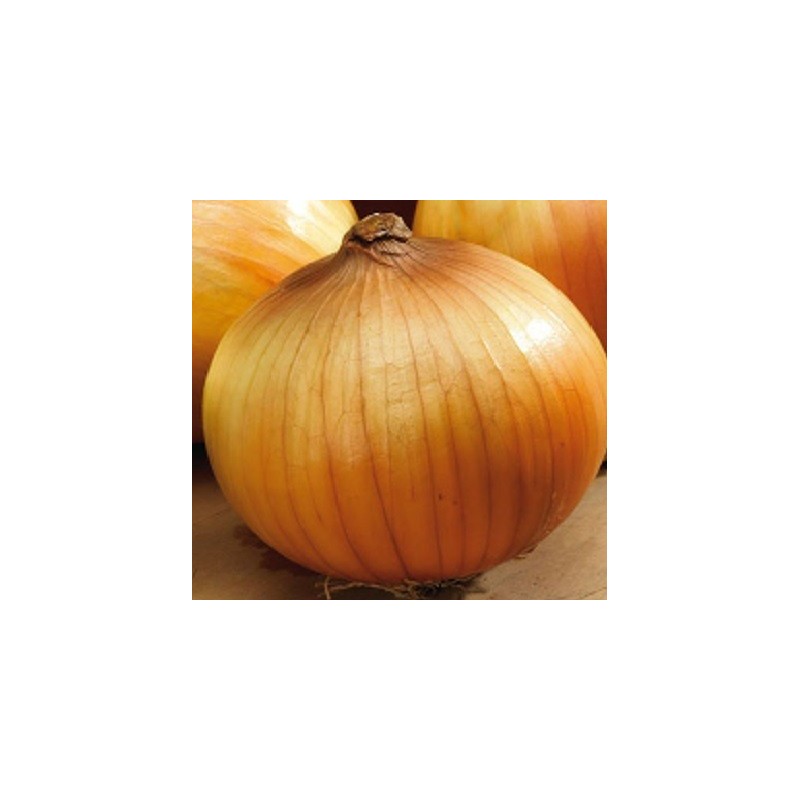 cebolla density (semillas ecologicas)