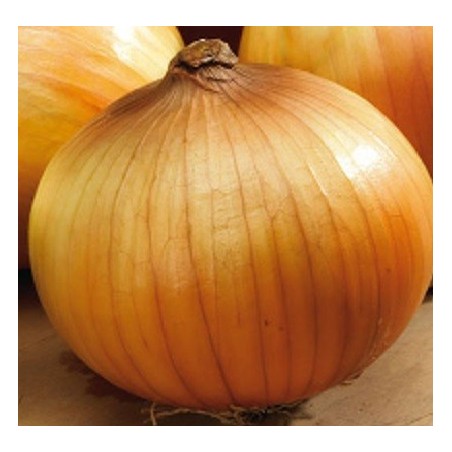 cebolla density (semillas ecologicas)