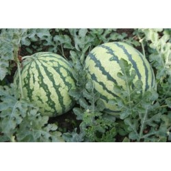 sandia de Santa Vittoria (semillas ecolÃ³gicas)