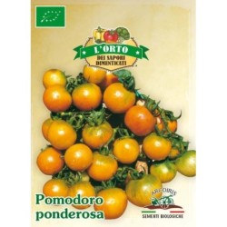 tomate de colgar ponderosa (semillas ecolÃ³gicas)