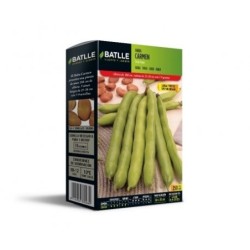 haba morada larga precoz Carmen