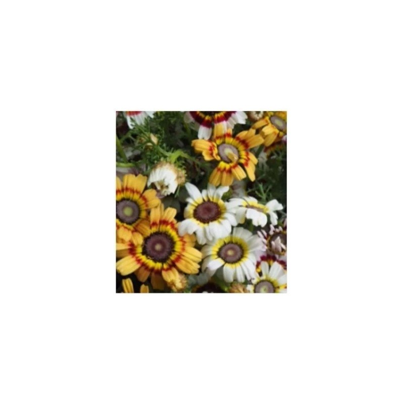 Crisantemo Merry Mixed - semillas no tratadas