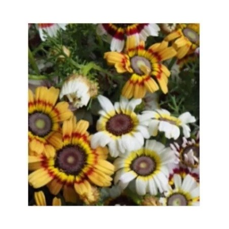 Crisantemo Merry Mixed - semillas no tratadas