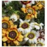 Crisantemo Merry Mixed - semillas no tratadas