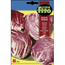 Achicoria Roja de Chioggia (palla rossa 3)