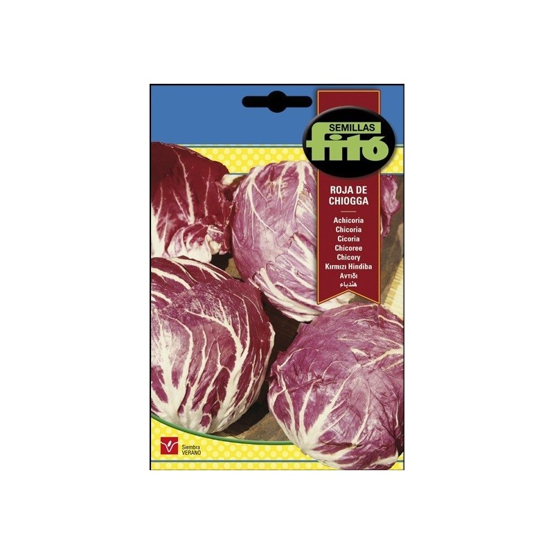 Achicoria Roja de Chioggia (palla rossa 3)