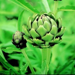 Alcachofa Green Globe - semillas no tratadas