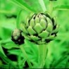 Alcachofa Green Globe - semillas no tratadas
