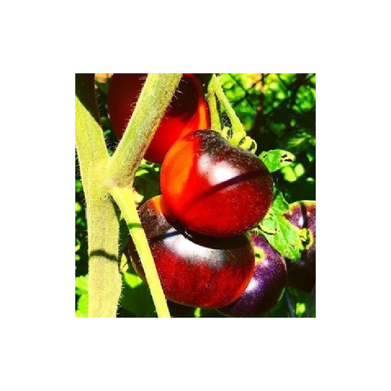 tomate indigo apple- semillas no tratadas