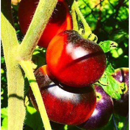 tomate indigo apple- semillas no tratadas