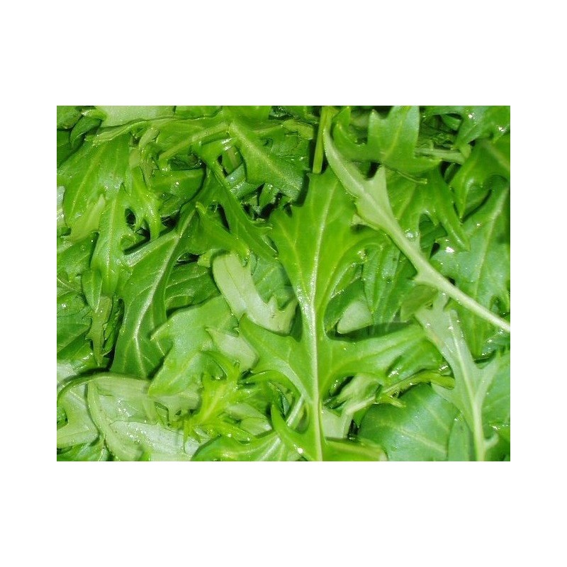 mizuna Kioto- mostaza japonesa - semillas sin tratamiento