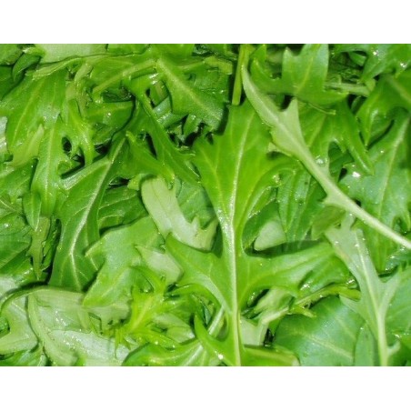 mizuna Kioto- mostaza japonesa - semillas sin tratamiento