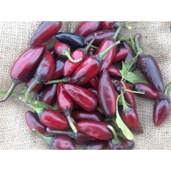 pimiento negro checo (semillas ecolÃ³gicas)