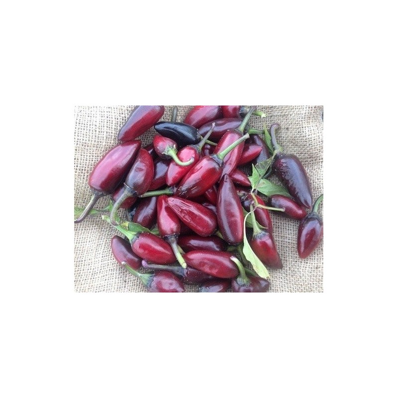 pimiento negro checo (semillas ecolÃ³gicas)