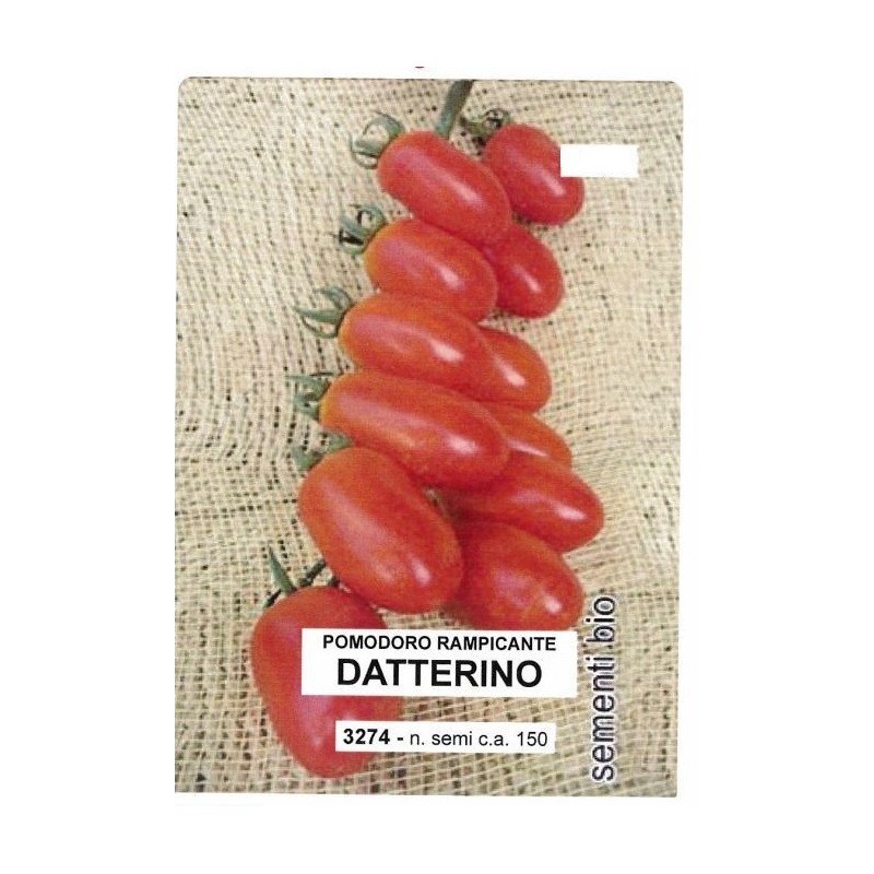 tomate datterino (semillas ecologicas)