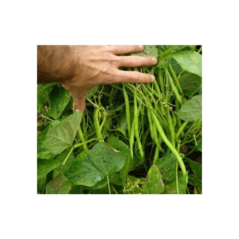 judÃ­a del gusano - semillas ecolÃ³gicas