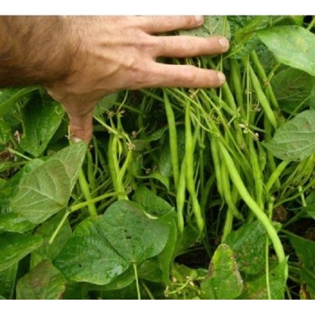 judÃ­a del gusano - semillas ecolÃ³gicas