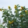 girasol gigante de Mongolia - semillas no tratadas