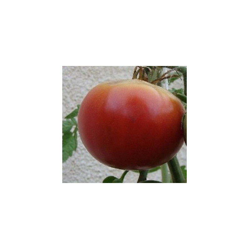 Tomate Aretxabaleta (semillas ecolÃ³gicas)