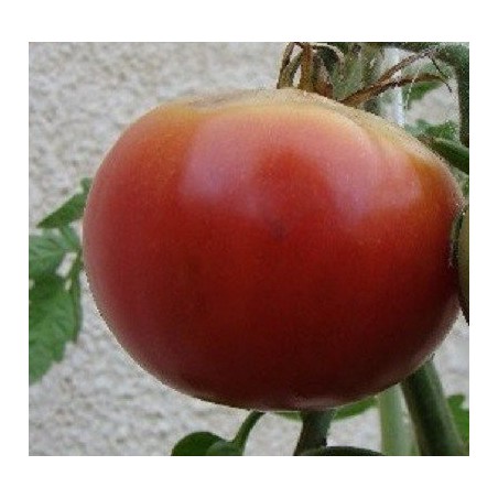 Tomate Aretxabaleta (semillas ecolÃ³gicas)