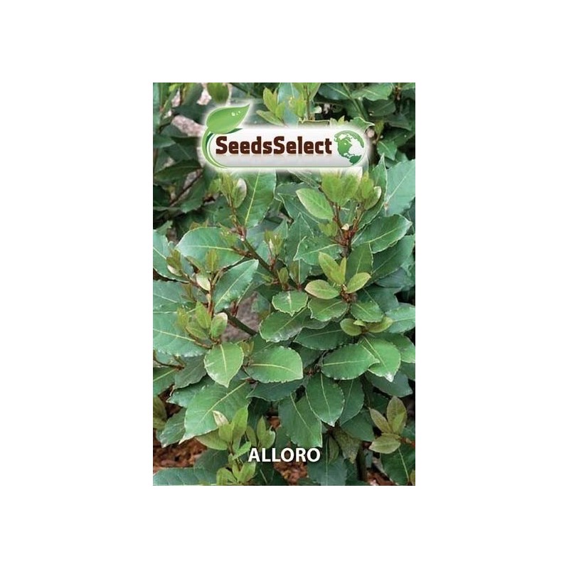 laurel (Laurus nobilis)