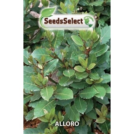 laurel (Laurus nobilis)