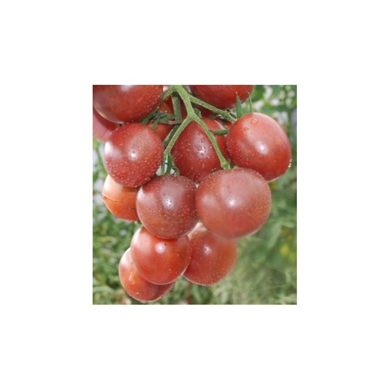 tomate cherry chocolate