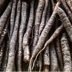 Scorzonera hispanica - semillas no tratadas