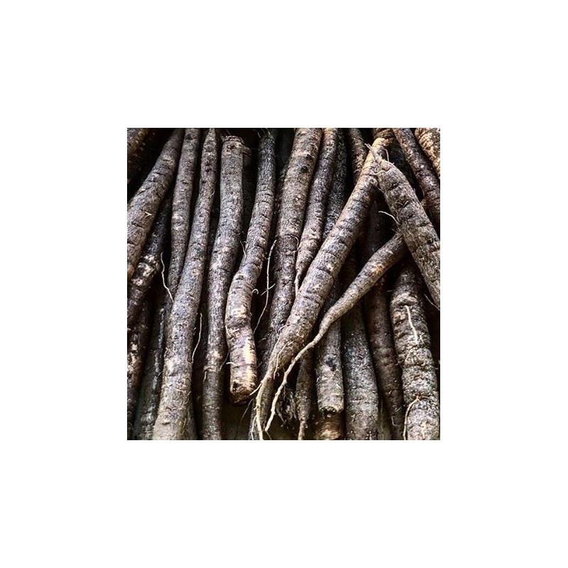 Scorzonera hispanica - semillas no tratadas