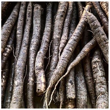 Scorzonera hispanica - semillas no tratadas