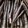 Scorzonera hispanica - semillas no tratadas