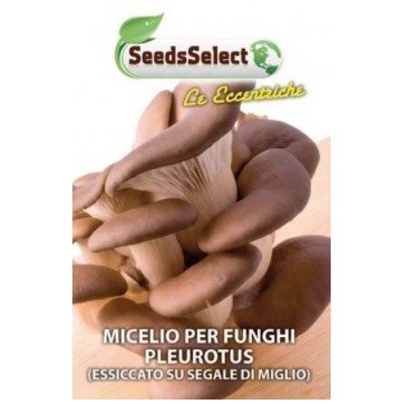 micelio de pleurotus Ostreatus