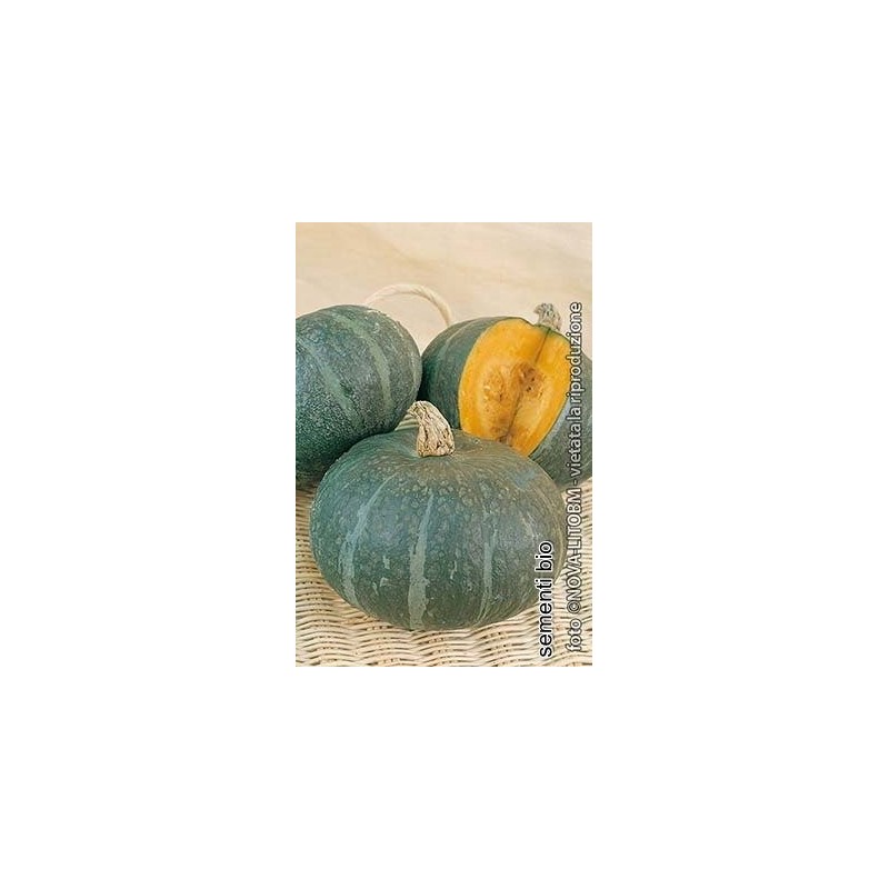 calabaza blu kury (semillas ecolÃ³gicas)