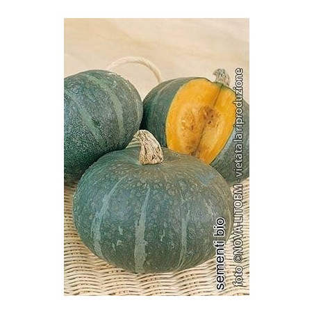 calabaza blu kury (semillas ecolÃ³gicas)