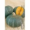 calabaza blu kury (semillas ecolÃ³gicas)