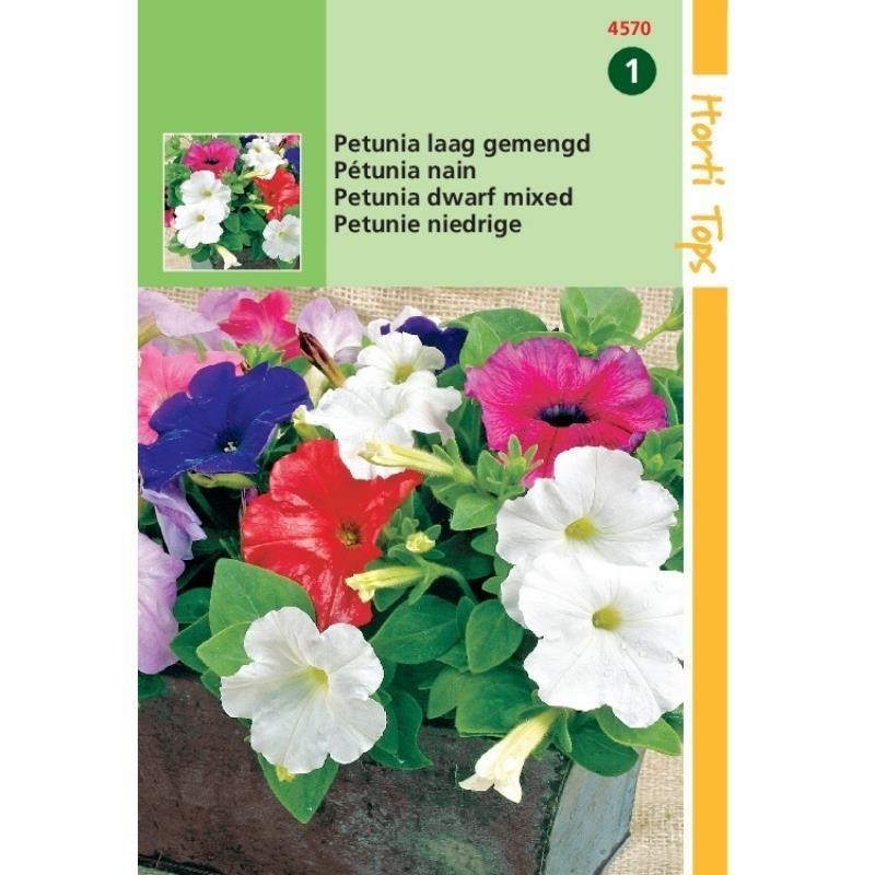 petunia enana mezcla