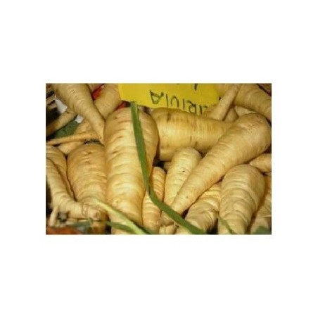 chirivia white gem (pastinaca sativa) semillas no tratadas