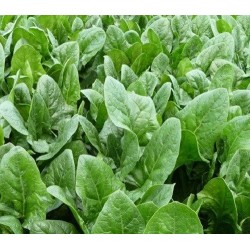 espinaca oriental harp F1 (semillas sin tratamiento)