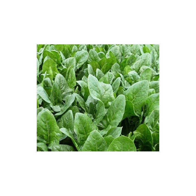espinaca oriental harp F1 (semillas sin tratamiento)