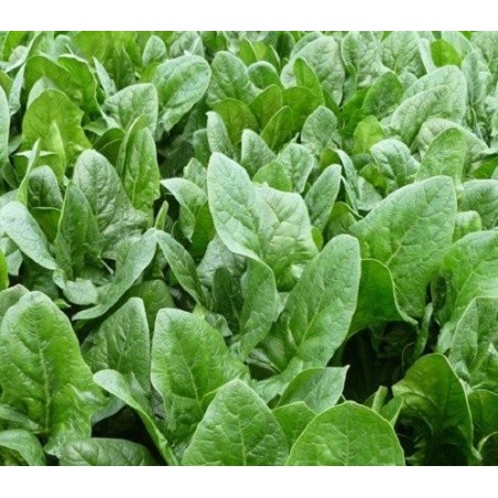 espinaca oriental harp F1 (semillas sin tratamiento)