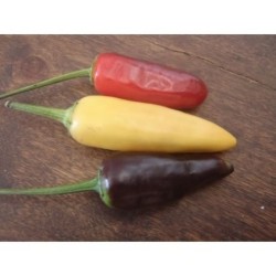 pimiento picante de la Republica, semillas ecolÃ³gicas