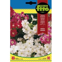 verbena hibrida variada